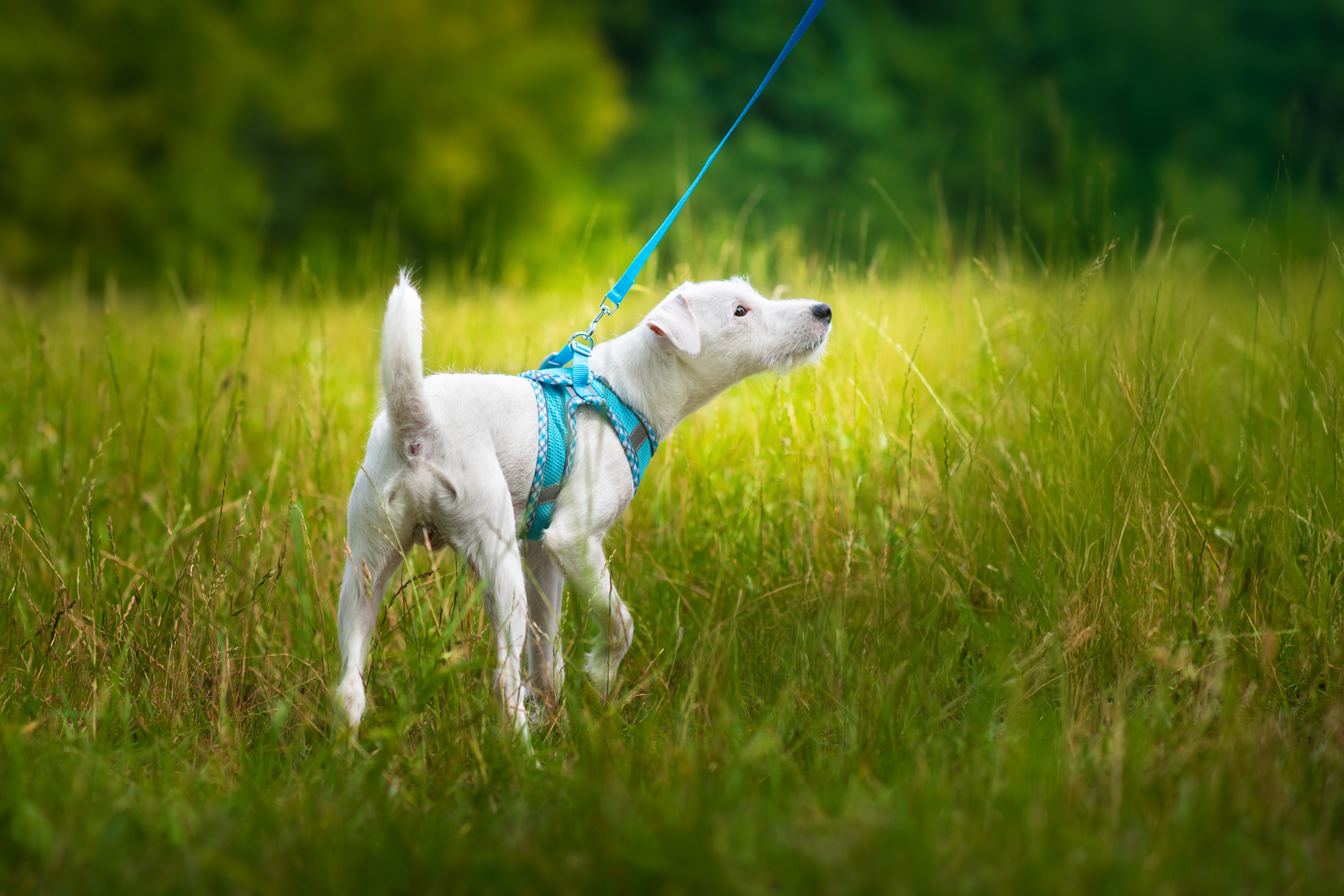 Nejlepší postroje pro psy jak vybrat správný postroj pro vašeho mazlíčka-1